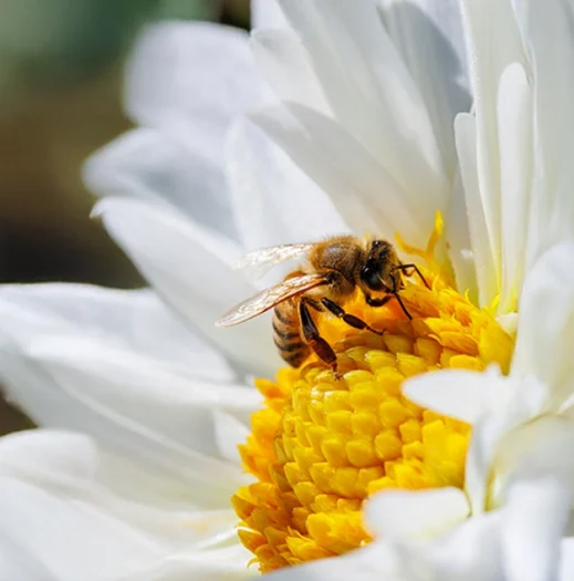 LUNE-DE-MIEL-ABEILLE