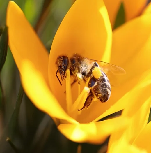 TIENS-COEUR-fleurs-abeille